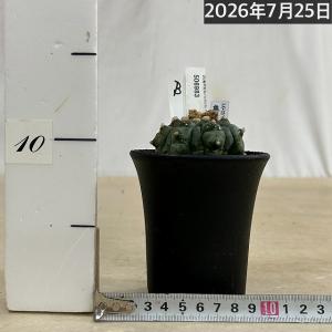 サボテン 亀甲兜丸(アストロフィツム アステリ...の詳細画像2