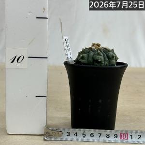 サボテン 亀甲兜丸(アストロフィツム アステリ...の詳細画像3