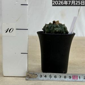 サボテン 亀甲兜丸(アストロフィツム アステリ...の詳細画像4