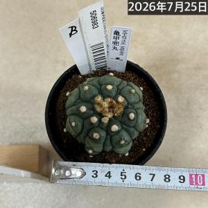 サボテン 亀甲兜丸(アストロフィツム アステリ...の詳細画像5