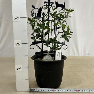 塊根植物 フォッケア エドゥリス(火星人) 5...の詳細画像2