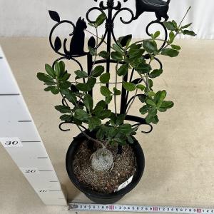 塊根植物 フォッケア エドゥリス(火星人) 5...の詳細画像3