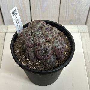 サボテン スルコレブチア ラウシー 仔吹き 4...の詳細画像2