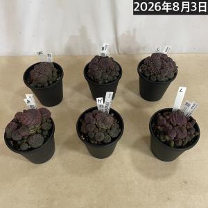 サボテン スルコレブチア ラウシー 仔吹き 4...の詳細画像3