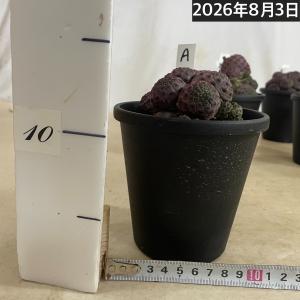 サボテン スルコレブチア ラウシー 仔吹き 4...の詳細画像4