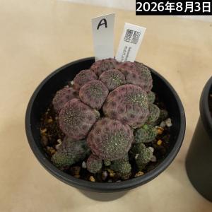 サボテン スルコレブチア ラウシー 仔吹き 4...の詳細画像5