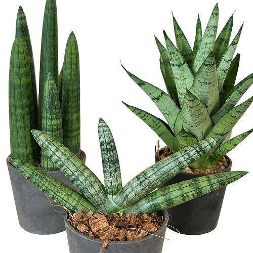 多肉植物　サンセベリア 3号eco鉢(個体おまかせ1鉢)　インテリアグリーン 室内園芸 おしゃれ 可...