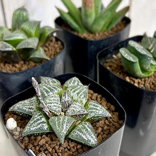 多肉植物　選べるハオルチア１　3号ロング硬質ポット(現品)　インテリアグリーン 室内園芸 おしゃれ ...