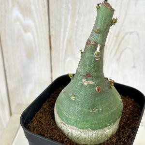 塊根植物 選べるアデニア グラウカ(文福茶釜) ...の商品画像