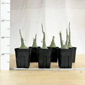 塊根植物 選べるアデニア グラウカ(文福茶釜)...の詳細画像1