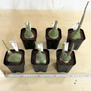 塊根植物 選べるアデニア グラウカ(文福茶釜)...の詳細画像2
