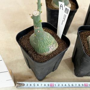 塊根植物 選べるアデニア グラウカ(文福茶釜)...の詳細画像3