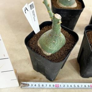 塊根植物 選べるアデニア グラウカ(文福茶釜)...の詳細画像4