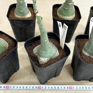 塊根植物 選べるアデニア グラウカ(文福茶釜)...の詳細画像5
