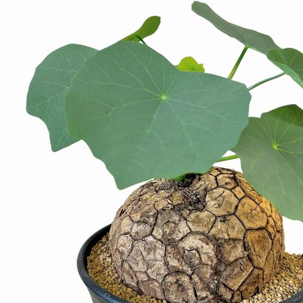 塊根植物　ステファニア スベローサ 4号ロング鉢 個体A〜C(現品)　インテリア 室内 おしゃれ 可...