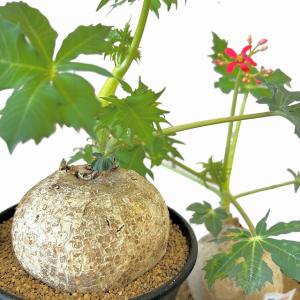塊根植物　錦珊瑚(ヤトロファ カサルチカ) 3.5号ロング鉢 個体A〜F(現品)　インテリア 室内 おしゃれ 可愛い かわいい