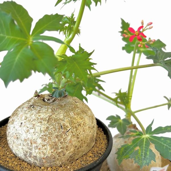 塊根植物　錦珊瑚(ヤトロファ カサルチカ) 3.5号ロング鉢 個体A〜F(現品)　インテリア 室内 ...