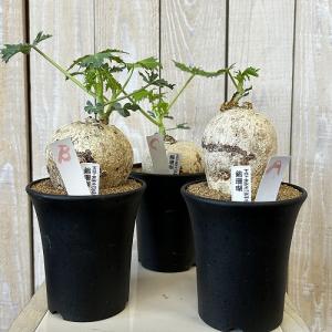塊根植物 錦珊瑚(ヤトロファ カサルチカ) 3...の詳細画像1