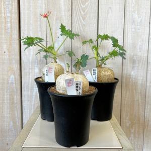 塊根植物 錦珊瑚(ヤトロファ カサルチカ) 3...の詳細画像2