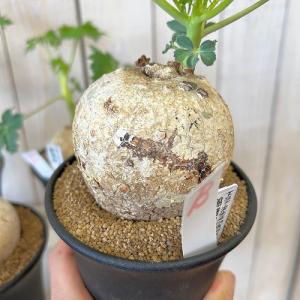 塊根植物 錦珊瑚(ヤトロファ カサルチカ) 3...の詳細画像3