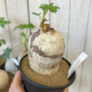 塊根植物 錦珊瑚(ヤトロファ カサルチカ) 3...の詳細画像4