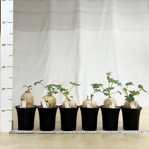 塊根植物 錦珊瑚(ヤトロファ カサルチカ) 3...の詳細画像5