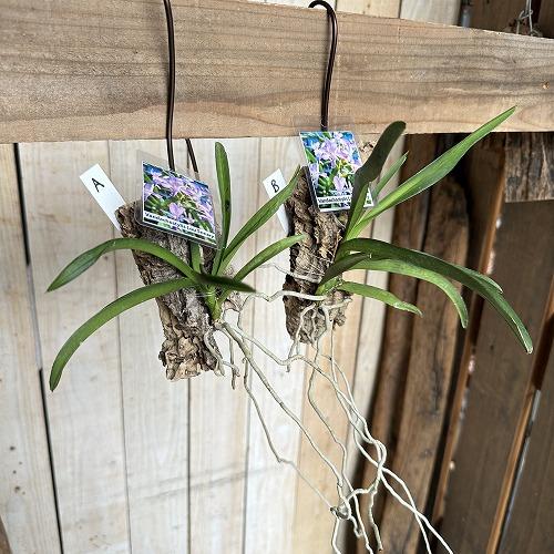 洋ラン　洋蘭 バンダ chostylis Lou Sneary 壁掛け(現品)　インテリア 室内 お...