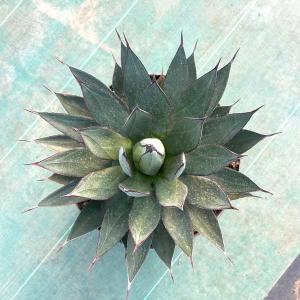 アガベ ブルーエンバー 新築祝い ドライガーデン ロックガーデン