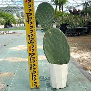 ユッカ・カルネロサーナ 観葉植物 お祝 新築祝い 開店祝い シンボル