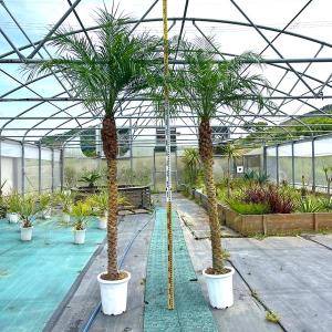 フェニックスロベレニー 12号 八丈島産 ツインタイプ ヤシの木