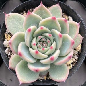 多肉植物 苗 七福神 多肉 エケベリア : LeaMalapua - 通販 - Yahoo