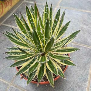 斑入り バリエガータ アロイフォリア ユッカ・アロイフォリア