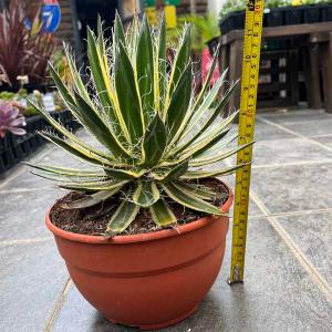 アガベ Agave filifera アガベ ...の詳細画像1