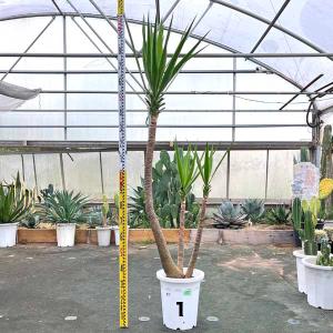 3ヘッド ユッカ エレファンティペス ドライガーデン ロックガーデン