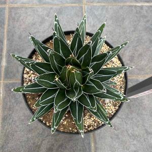 アガベ・ヴィクトリア レジーナ（笹の雪）Agave victoria-regina 新築祝い ドライガーデン