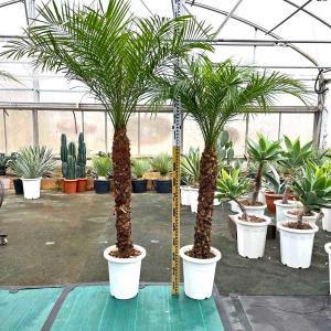 フェニックスロベ（10鉢） 観葉植物 本物 ヤシ 大きめ フェニックス ロベレニー 10号鉢 大型 室内