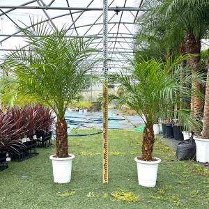 観葉植物 ヤシ フェニックス ロベレニー 240 ＊会社・店舗・病院