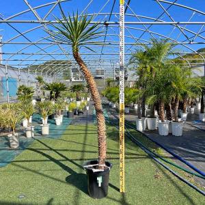 2ヘッド ユッカ エレファンティペス ドライガーデン ロック