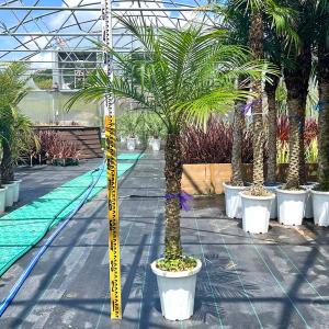 希少 ロストラータ ユッカ・ロストラータ ブルースワン 観葉植物 お祝