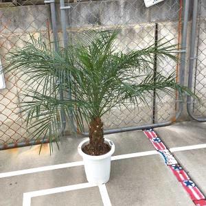 フェニックス・ロベリニー ヤシ ヤシの木 パームツリー 椰子 ロベ 観葉植物 お祝 新築祝い 開店祝い 80cm-100cm 8号S