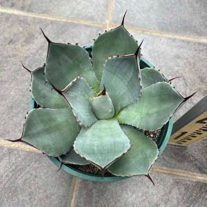 アガベ パリー トルンカータ トランカータ 新築祝い ドライガーデン