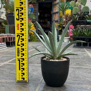 マクロアカンサ アガベ お祝 新築祝い 開店祝い 記念樹 ドライガーデン