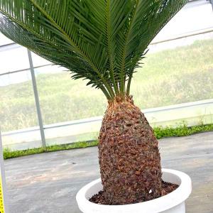 蘇鉄 ソテツ10号 観葉植物 お祝 新築祝い ...の詳細画像1