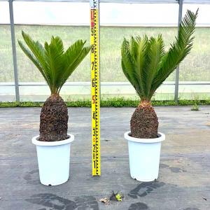 観葉植物】蘇鉄（ソテツ）/サイカス Cycas revoluta【2.5-4号