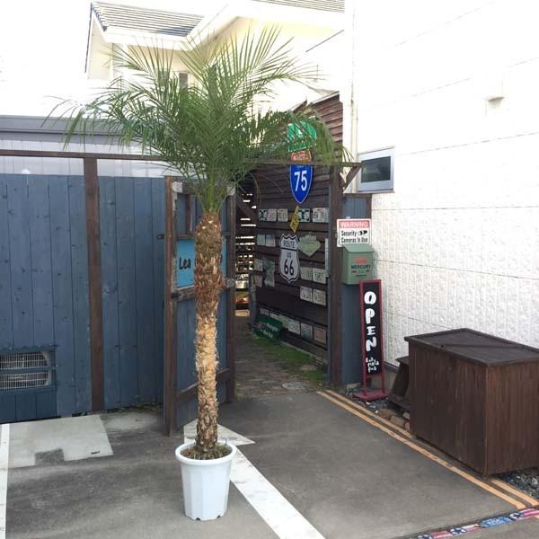 ビッグサイズ ロベヤシ フェニックス・ロベレニー  ヤシの木 パームツリー 椰子  観葉植物  新築...