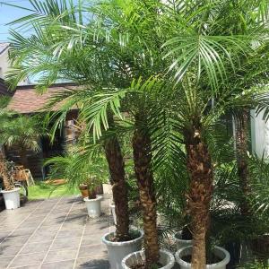 2025年度販売1000本突破! ビッグサイズ...の詳細画像1