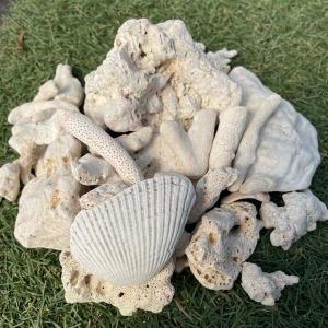 サンゴ砂利 3.5kg 珊瑚 化粧石 マルチング 石