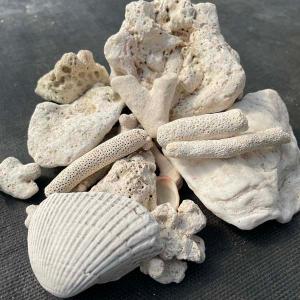サンゴ砂利 3.5kg 珊瑚 化粧石 マルチング 石の詳細画像1
