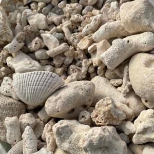 サンゴ砂利 3.5kg 珊瑚 化粧石 マルチング 石の詳細画像2