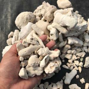 サンゴ砂利 3.5kg 珊瑚 化粧石 マルチング 石の詳細画像3